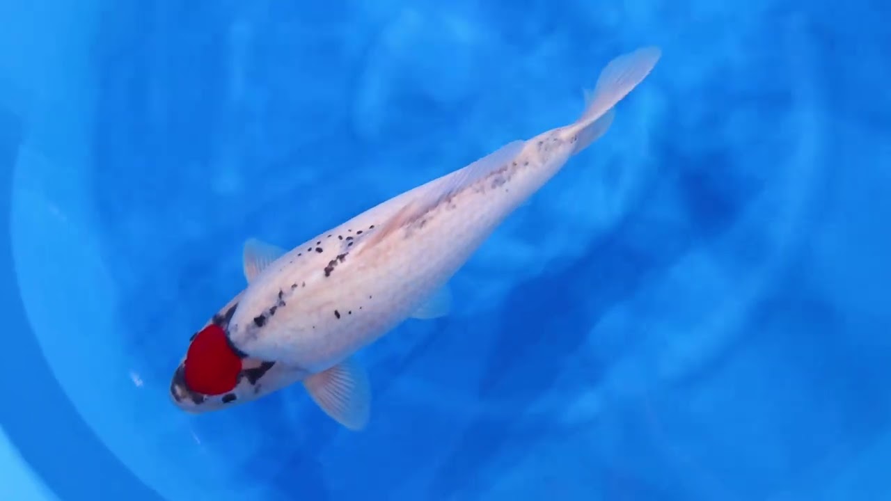 鯉鋳物 R'sコレクションinライブ鯉 2025】251207-001の出品鯉のご紹介