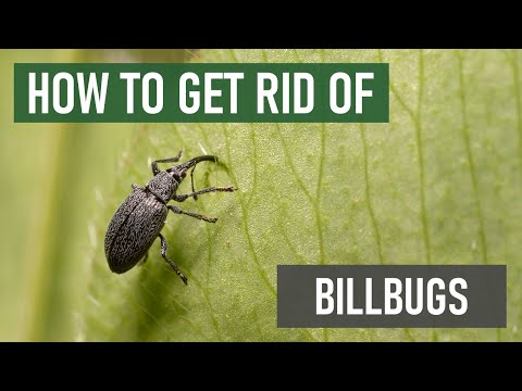 วีดีโอ: Billbugs คืออะไร: เรียนรู้เกี่ยวกับความเสียหายของสนามหญ้า Billbug และการควบคุม