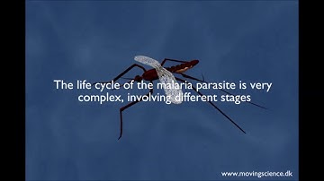 MALARIA LIFECYLE explained (AI Scope software)