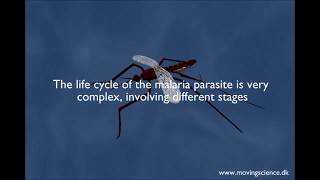 MALARIA LIFECYLE explained (AI Scope software) screenshot 4