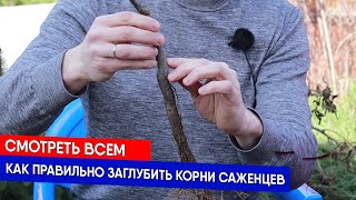 Смотреть всем - как правильно заглубить корни саженцев