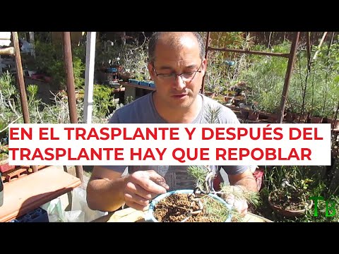 DESPUÉS DEL TRASPLANTE 🍄 HAY QUE REPOBLAR ֍ CURSO BÁSICO DE BONSÁI ✅