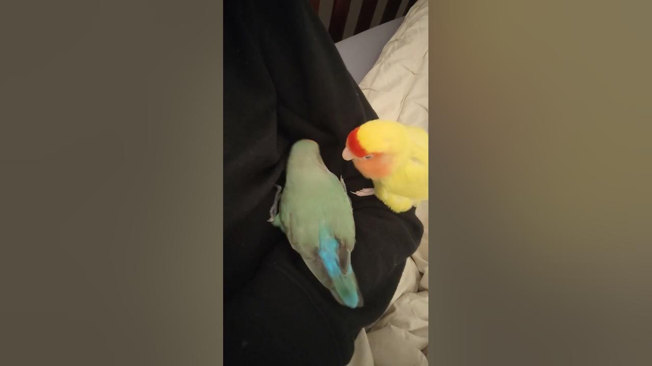 Hangry baby lovebird makes me laugh even when she bites me lovebirds 