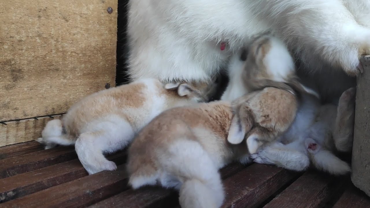 Mother rabbit feeding her 5 babies - cute bunnies - YouTube