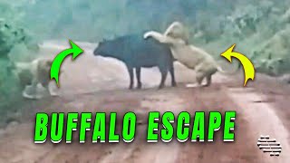 Buffalo’s Brawl With Pride Members Leads to Its Escape