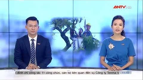 Cây trồng bao năm, nay chặt hạ vì an toàn?