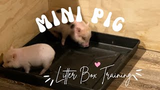 Train Your Mini Pig to Use a Litter Box  Here's How!