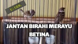 Gereja Jantan Birahi Memanggil Betina
