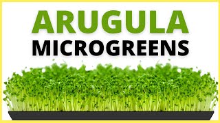 How To Grow Arugula Microgreens Step By Step Tutorial