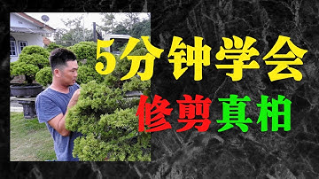 真柏 | 教你5分钟学会修剪真柏盆景