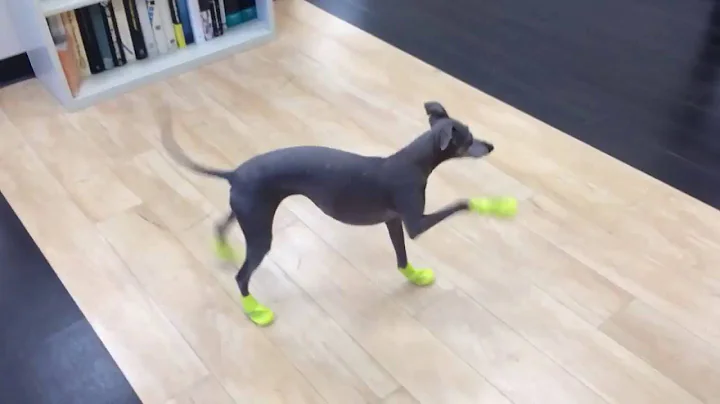 Italian Greyhound's New Boots - DayDayNews