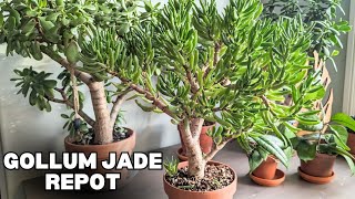 JADE HASN'T HAD NEW SOIL IN YEARS