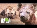 Mamá hiena consigue comida para sus cachorros | Ríos de África | Animal Planet