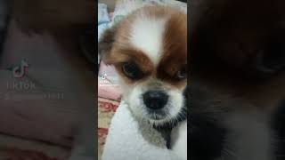 Deni ?#viral #short #tiktok #funny #funnydogs