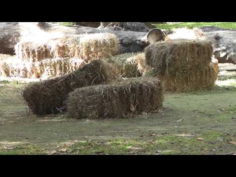 გურამ თავართქილაძის სასწავლო უნივერსიტეტი