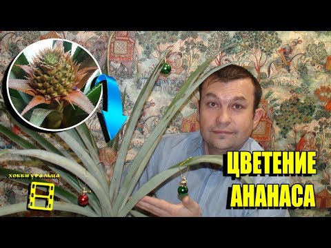 ЦВЕТЕНИЕ АНАНАСА. ЭКЗОТИКА НА ПОДОКОННИКЕ