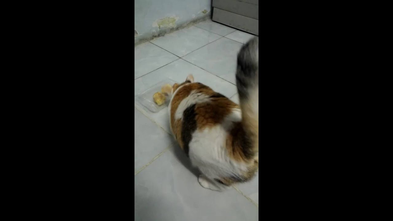 Cat In Bread Box Beauteous Funny Cat Opens The Bread Box YouTube Cat In Bread Box Beauteous Funny Cat Opens The Bread Box YouTube
