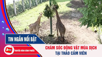 Chăm sóc động vật mùa dịch tại Thảo Cầm Viên| BPTV