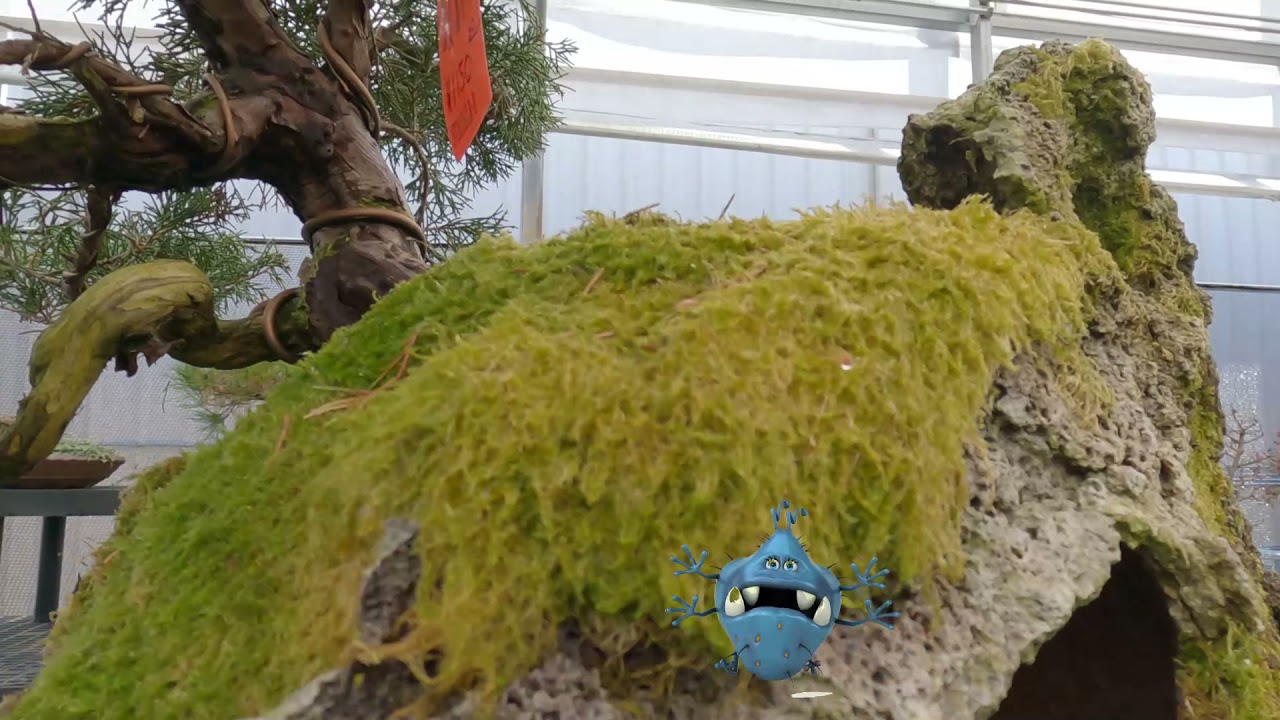 Brussel's Bonsai, Olive Branch, Mississippi YouTube