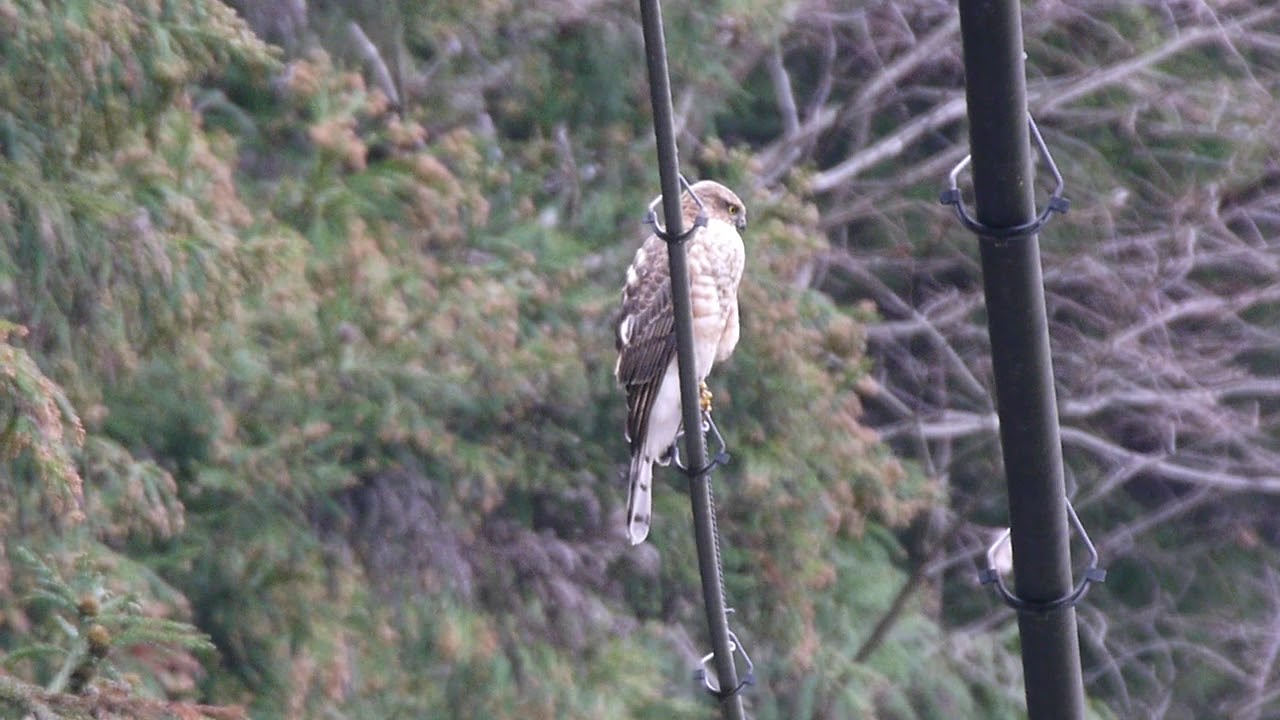 小鳥を狙うハイタカ Accipiter nisus 