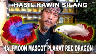 HASIL KAWIN SILANG HALFMOON MASCOT DENGAN PLAKAT RED DRAGOND
