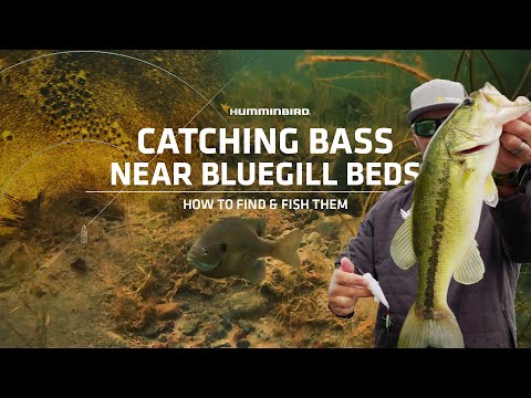 Update Spring Bass Fishing Around Bluegill Beds: How to Find \u0026 Fish Them