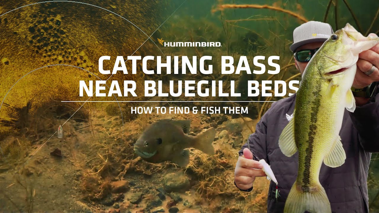 Spring Bass Fishing Around Bluegill Beds How to Find & Fish Them YouTube