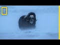 Watch musk ox battle one of the harshest climates on the planet  short film showcase