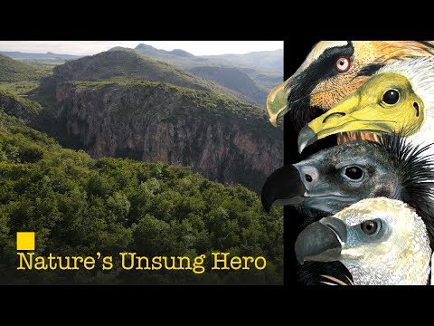 Vultures, Nature's Unsung Hero - \"Vanishing Sky Lords\" [FILM]