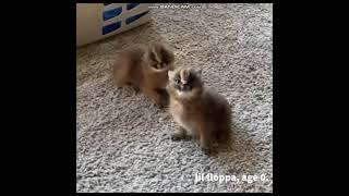The Life of Floppa