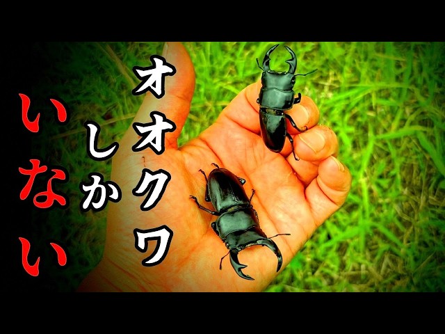 鷲と蛇 シンボルとしての動物 鷲と蛇: シンボルとしての動物 (叢書・ウニベルシタス 531