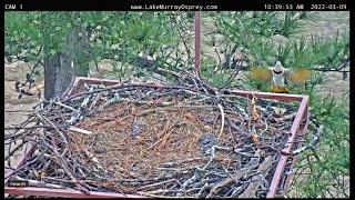 Lake Murray Osprey Yellow-shafted Northern Flicker stops by nest 3-9-2022