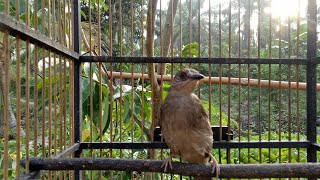 Pancingan merbah belukar mata merah atau cucak lumut super ampuh,pasti nyahut dan gacor.