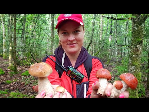 ГРИБНОЙ СБОР НА ВОСТОКЕ ОБЛАСТИ. сказочные леса. Виштынец-Краснознамеск.
