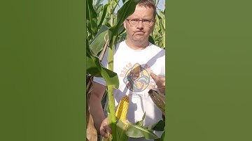 🌽 COBORU Kumite | B2218 B Mistrz plonu ziarna #shorts