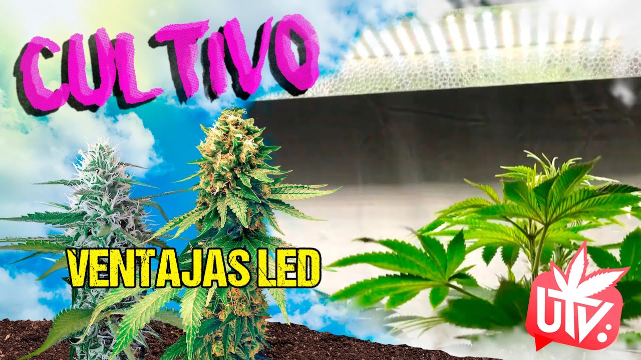 Ventajas de la ILUMINACIÓN LED para el CULTIVO 💡