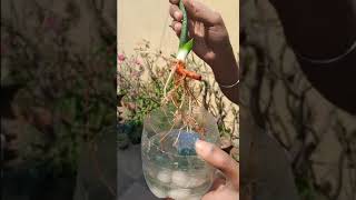 स्नेक प्लांट इस तरह लगाएं The Easiest Way to Propagate Snake Plant #cutting #snakeplant #shortsvideo