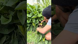 I added my comfrey to my compost, since I had to cut back...