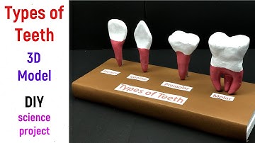 types of teeth model - types of teeth 3d model - science project model - tooth types - diyas funplay
