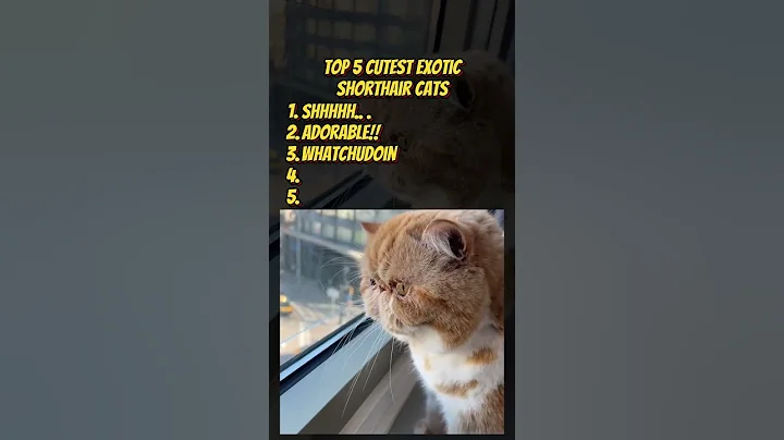 Watch the video about Top 5 Adorable Exotic Shorthair Cats You NEED to See! 😍 #whiskers #cats #fyusa