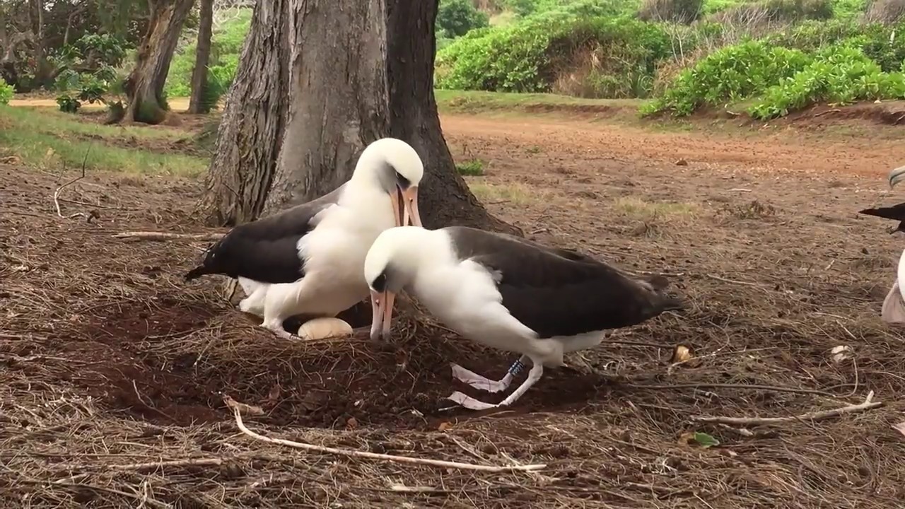 20171220 Albatross Reunion 