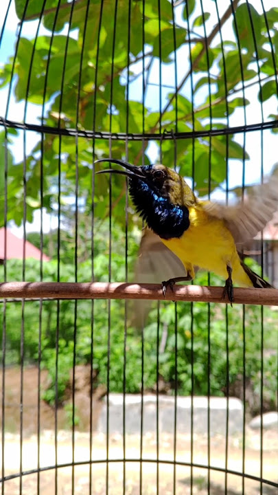 suara burung sogon ngleper nembak panjang