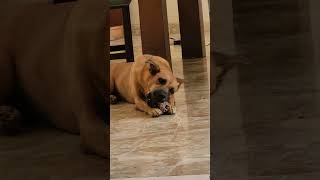 Dog enjoying  her bones  beef by yumi ocho vlog 24 views 9 months ago 1 minute, 22 seconds