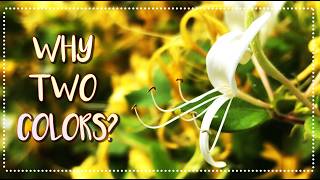 Why Does This Flower Change Color? 🌼 (And Why I Pick It)