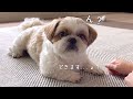 【シーズー】お姉ちゃんとお返事「はい！」の練習風景が可愛すぎた♪【犬Vlog】