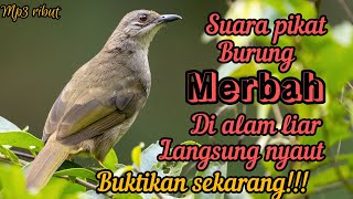 SUARA PIKAT BURUNG MERBAH RIBUT DI ALAM LIAR PASTI JITU !!!!