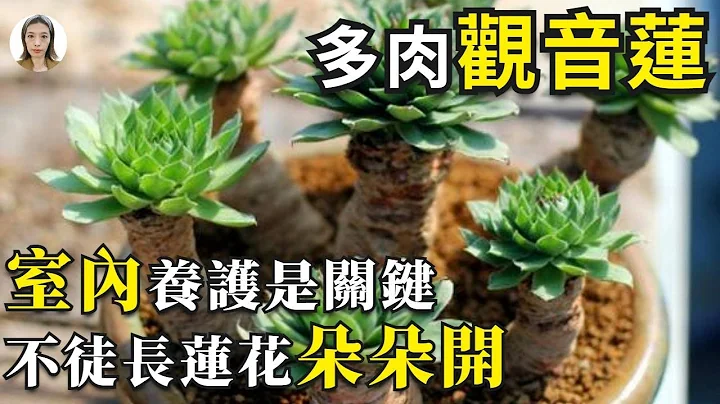 多肉植物养护|观音莲这样养，不徒长不穿裙子，老桩莲花围一圈|花花世界 - 天天要闻