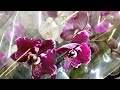 ПОПАЛА в ШИКАРНЫЙ завоз | ОРХИДЕИ фаленопсис в ЛЕРУА МЕРЛЕН орхидея orchid phalaenopsis