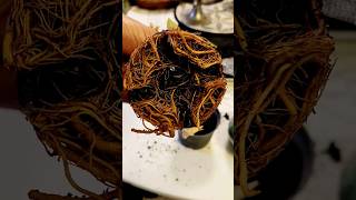 🤔 How to fix a Rootbound plant 🪴