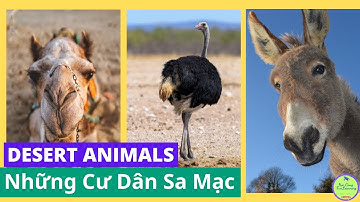 Những cư dân sa mạc | Bé học khám phá các loài động vật hoang dã nơi xa mạc | Desert Animals.